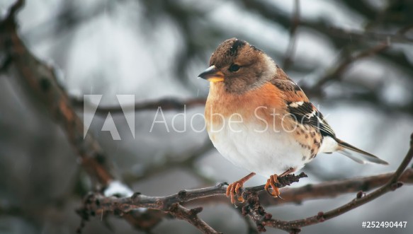 Picture of Gray-red finch reel on winter background Close-up Unrecognizable place Selective focus